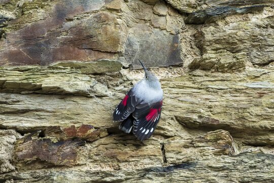 Wallcreeper (Tichodroma muraria) foraging on a wall, wildlife, Germany