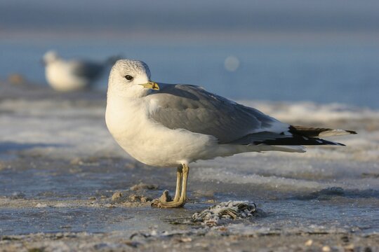 Mew Gull (Larus canus), in a light plumage, Mecklenburg-Western Pomerania, Germany