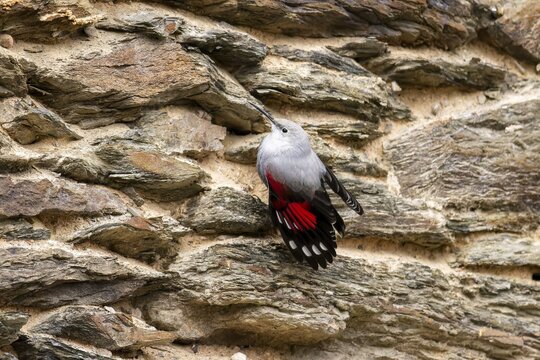 Wallcreeper (Tichodroma muraria) foraging on a wall, wildlife, Germany