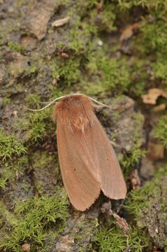 Cinnamon bear or ruby tiger (Phragmatobia fuliginosa), North Rhine-Westphalia, Germany