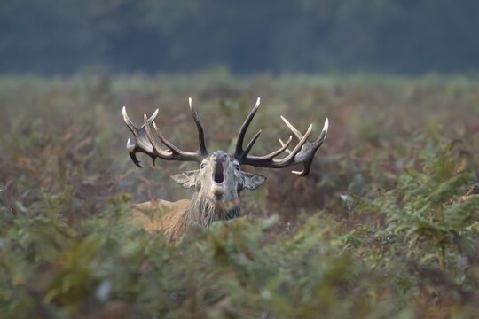 Red deer (Cervus elaphus) adult male stag animal roaring with its mouth open during the rutting season in autumn, England, United Kingdom