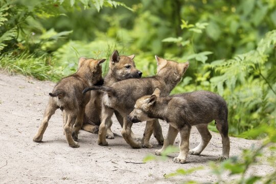 A group of wolf pups interact on a sandy path surrounded by green forest nature, European grey gray wolf (Canis lupus) pups, Germany