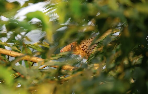 Pangolin climbing a tree, White-bellied pangolin (Phataginus tricuspis, Manis tricuspis), Western Region, Pangolin Rescue Centre, Uganda