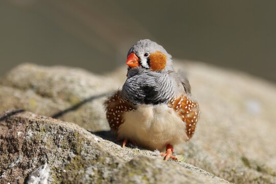 Zebra finch (Taeniopygia guttata) sitting on a stone, Captive