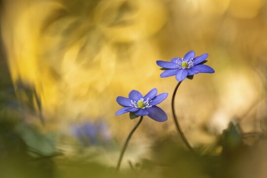 Blooming liverwort (Anemone hepatica) in the forest in spring, early bloomer, Steinhagen, Steinhagen, Lower Saxony, Germany