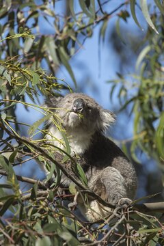 Koala (Phascolarctos cinereus) adult animal feeding in a Eucalyptus tree, Victoria, Australia