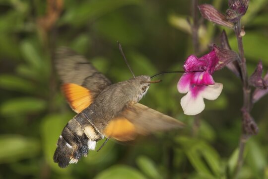 A dove tail (Macroglossum stellatarum) sucking nectar from the flower of blackcurrant sage (Salvia microphylla) in a garden, Baden-W&uuml;rttemberg, Germany