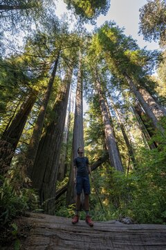 Young man standing on a fallen redwood, coast redwoods (Sequoia sempervirens), forest with ferns and dense vegetation, Jedediah Smith Redwoods State Park, Simpson-Reed Trail, California, USA