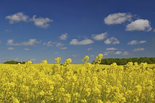 Endless rape fields and blue sky, spring, May, Funen, Denmark