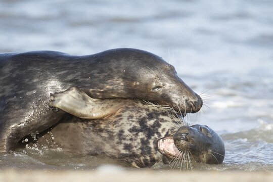 Atlantic grey seal (Halichoerus grypus) two adult animals in love courting in the breaking waves of the sea on a seaside beach, England, United Kingdom