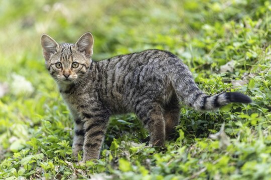 A kitten in the grass looks back attentively, possibly in search of something interesting, wildcat (Felis silvestris), kitten, Germany