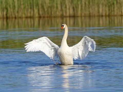 Mute Swan (Cygnus olor), courting with spread wings, Upper Lusatia, Saxony, Germany