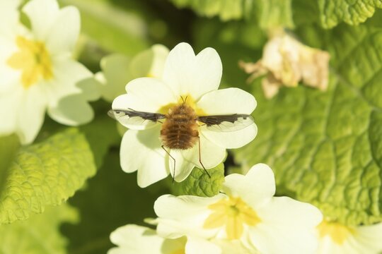 Dark-edged bee fly (Bombylius major) adult insect feeding on a wild primrose (Primula vulgaris) flower in spring, Suffolk, England, United Kingdom
