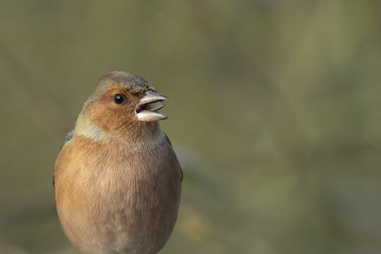 Eurasian chaffinch (Fringilla coelebs) adult male garden bird feeding on a sunflower seed, Suffolk, England, United Kingdom