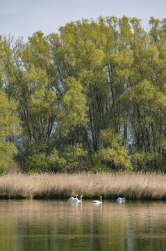 Pond landscape, reeds, reeds (Phragmites australis), willows (Salix) with fresh green leaves, mute swans (Cygnus olor), Thuringia, Germany