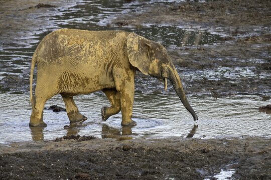 African forest elephant (Loxodonta cyclotis) in the Dzanga Bai forest clearing, Dzanga-Ndoki National Park, Unesco World Heritage Site, Dzanga-Sangha Complex of Protected Areas (DSPAC), Sangha-Mba&eacute;r&eacute; Prefecture, Central African Republic