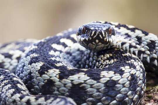 Common european adder or European viper (Vipera berus) adult snake coiled up resting, England, United Kingdom