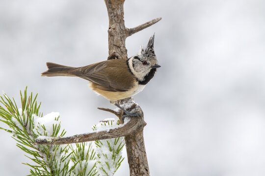 Crested tit (Parus cristatus), sitting on a branch, Terfens, Tyrol, Austria