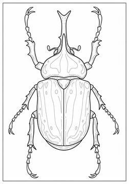 Arthropod's Elegant Outline