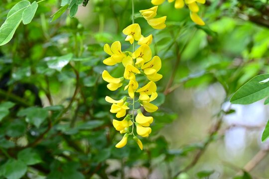 Golden chain flowers.  Fabaceae deciduous poisonous shrub. In early summer, it produces fragrant yellow flowers in racemes and  its seeds are toxic.