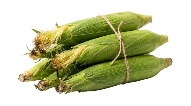 Fresh corn cobs in husk bundled together tied with natural twine string as an isolated PNG with transparent background