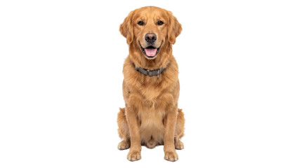 Cheerful golden retriever dog sitting upright wearing a gray collar with tongue out as an isolated PNG with transparent background © Inkartia