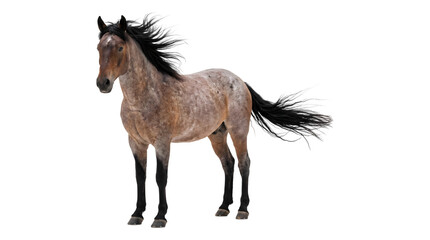 Roan colored horse standing sideways with windblown black mane and flowing tail as an isolated PNG with transparent background © Inkartia