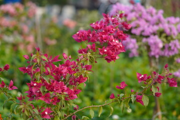 Obraz premium Bougainvillea Garden, Paper Flower common name are Bougainvillea, Zinnia elegans, Xerochrysum bracteatum, Paper Daisy.