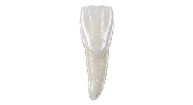A single, healthy human incisor tooth, isolated on a clean white background, showcasing its pearly white enamel and sharp point.