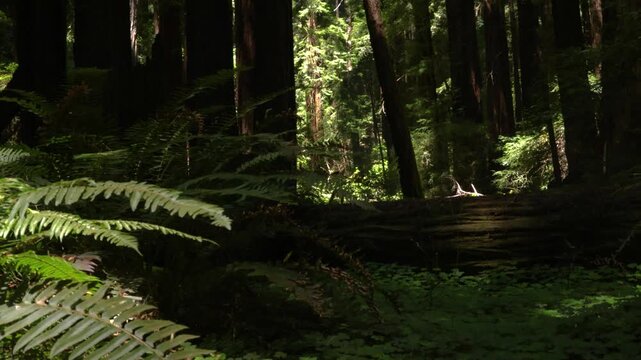 Panning past redwood trunk revealing ferns and fallen log