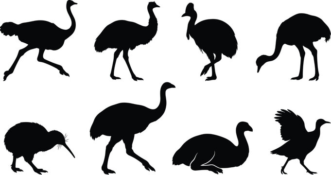 Flightless Bird Silhouette Collection Featuring Ostrich Emu Cassowary Kiwi and Rhea Vector Set