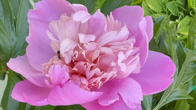 Video of beautiful, delicate pink peony flower (Lat. Paeonia) in garden flower bed. A black garden ant (Lat. Lasius niger) in flower petals on summer day. Natural floral background. Close-up view