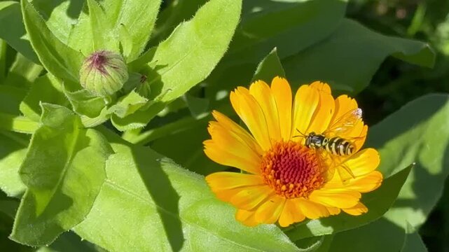 Video of brightly striped two-winged hoverfly (Lat. Syrphidae) drinking nectar from orange marigold flower (Lat. Calendula) on sunny summer day in garden. Beautiful summer landscape. Close-up view