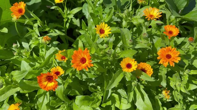 Video of fresh garden calendula (Lat. Calendula) flowers on sunny summer day. Gardening as a hobby. Floral background. Summer landscape