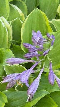 Vertical video of garden perennial flowering plant hosta (lat. Hosta) with large two-color leaves and violet bell flowers on summer sunny day. Natural floral background. Floriculture as a hobby