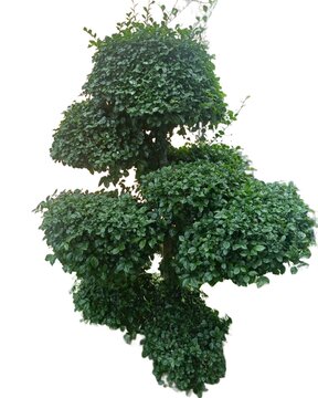 Ornamental pruned plant or Dollar Banyan Bonsai (a variety of Ficus microcarpa). on a white background