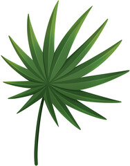 Obraz premium Tropical green palm leaf illustration for summer exotic nature and botanical design projects