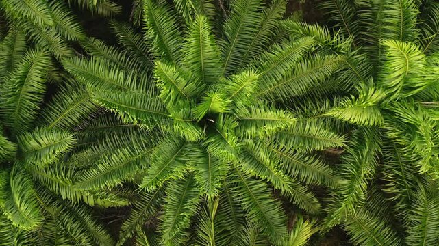 Palm tree leaf plantation forming a vibrant green pattern, showcasing the dense tropical foliage of Khao Sok National Park, Thailand. Natural background. Aerial view top down zoom out drone shot