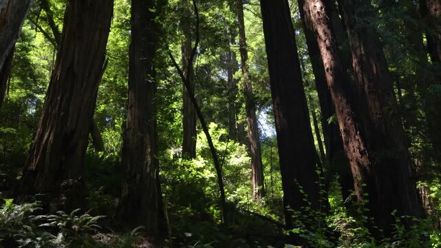 Sunlit redwood grove with dense green understory, slow pan