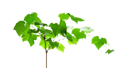 young green grape sprout with leaves on a white background © Родион Бондаренко