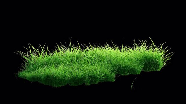 Fresh Green Grass Patch Swaying in Wind Loop on Alpha Channel.