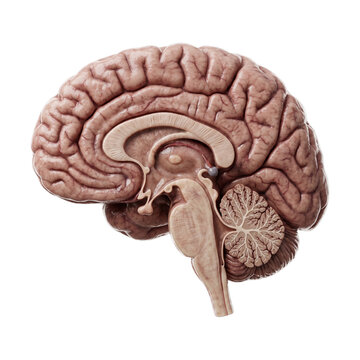Human brain cross section anatomy 3D illustration
