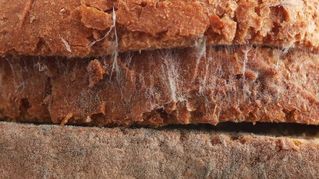 Mold growing on bread in kitchen setting