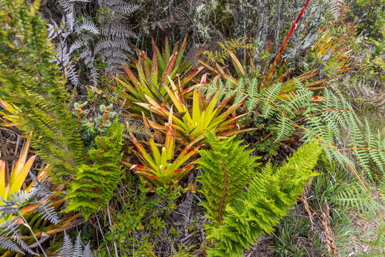 A montane understory with native ferns and rosette bromeliads in the Ecuadorian Andes. Rich biodiversity, typical of the transition zones of high-altitude cloud forests and paramos in South America