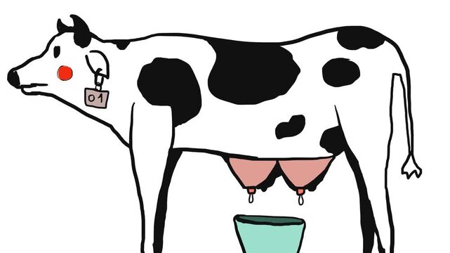A long-legged cow stands and blinks her eyes. Milking is in progress. Milk drips from her two udders into a bucket.