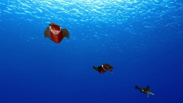 Three colorful cuttlefish swimming in deep blue ocean
