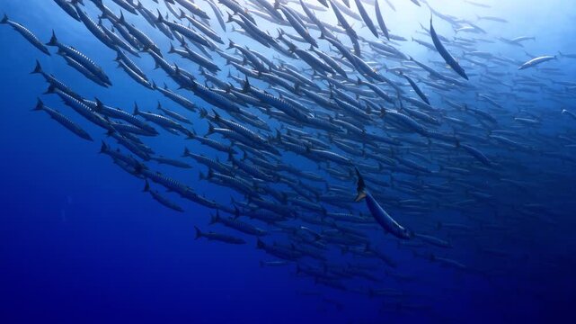 Large barracuda school swimming in deep blue ocean