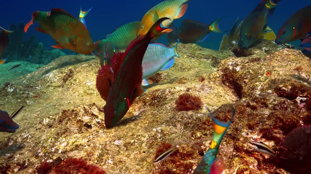 Colorful parrotfish feeding on algae-covered coral reef