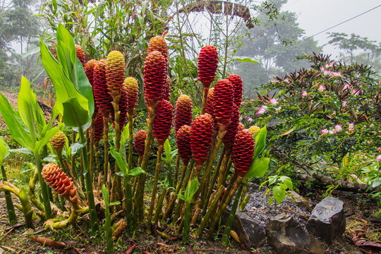 Exotic Beehive Ginger (Zingiber spectabile) blooming in the Amazon rainforest, Orellana Province, Ecuador