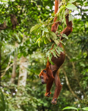 Young Red Howler Monkey (Alouatta seniculus) hanging skillfully from a thick tree branch in the Amazon Rainforest, Napo river, Ecuador. Selective focus